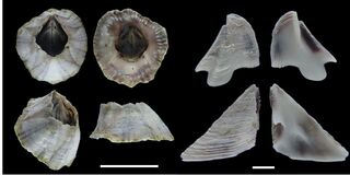 B-057_Amphibalanus_amphitrite_1600.jpg