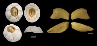 Chelonibia_1600.jpg