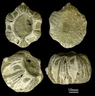Coronula diadema fossil_800.jpg