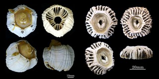 whalebarnacles.jpg